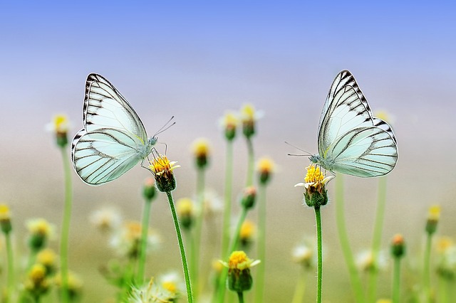 motýli